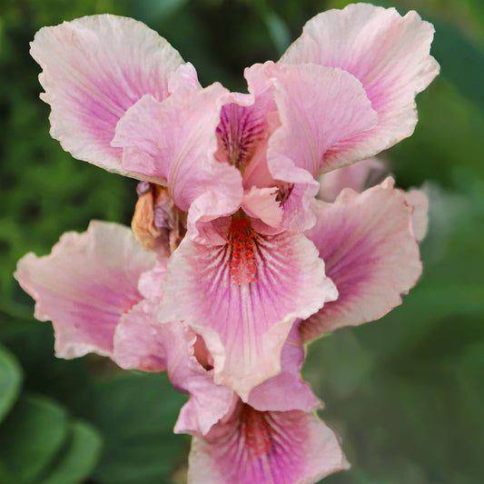 Iris 'Raspberry Blush'