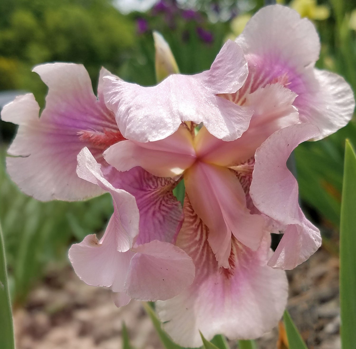 Iris 'Raspberry Blush'