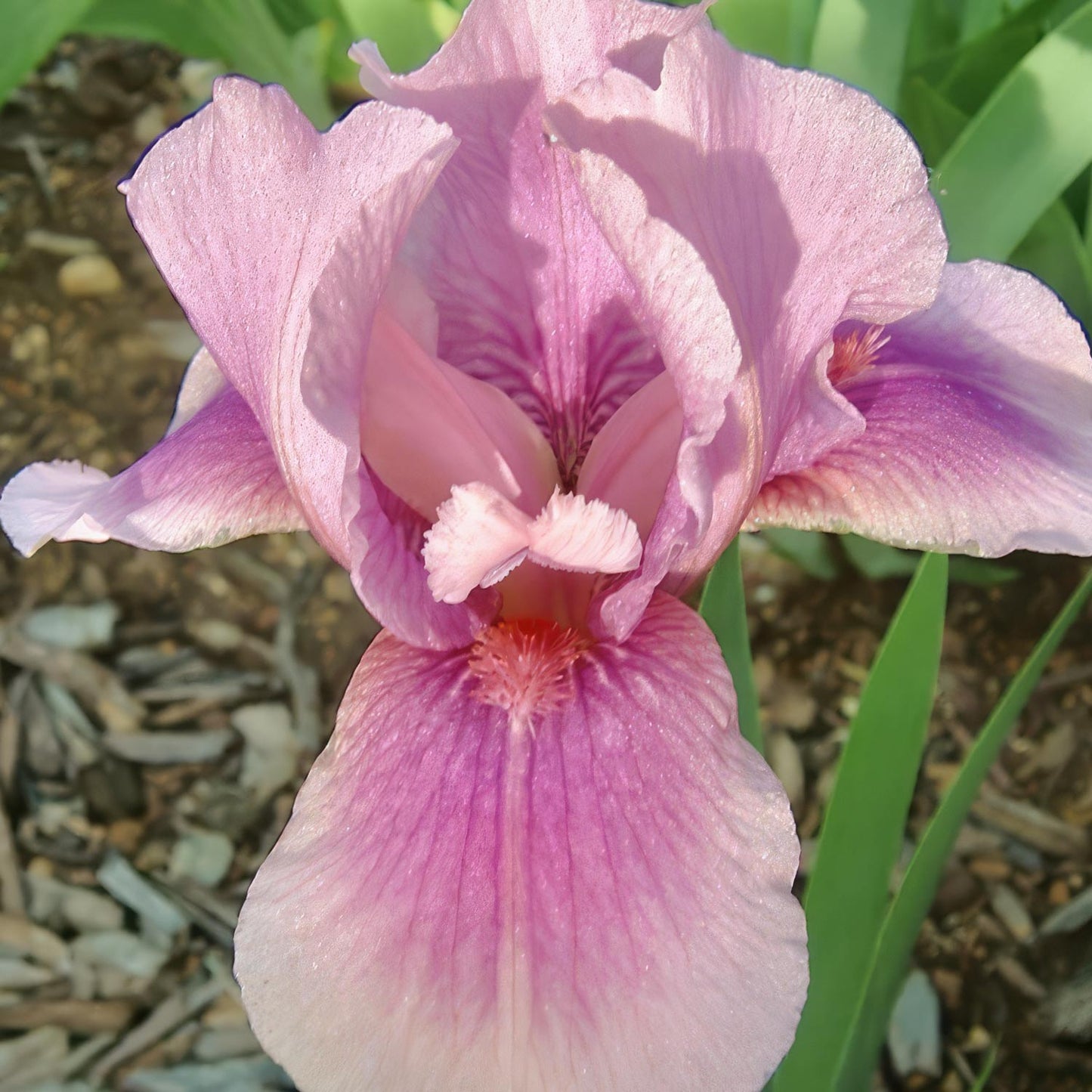 Iris 'Raspberry Blush'