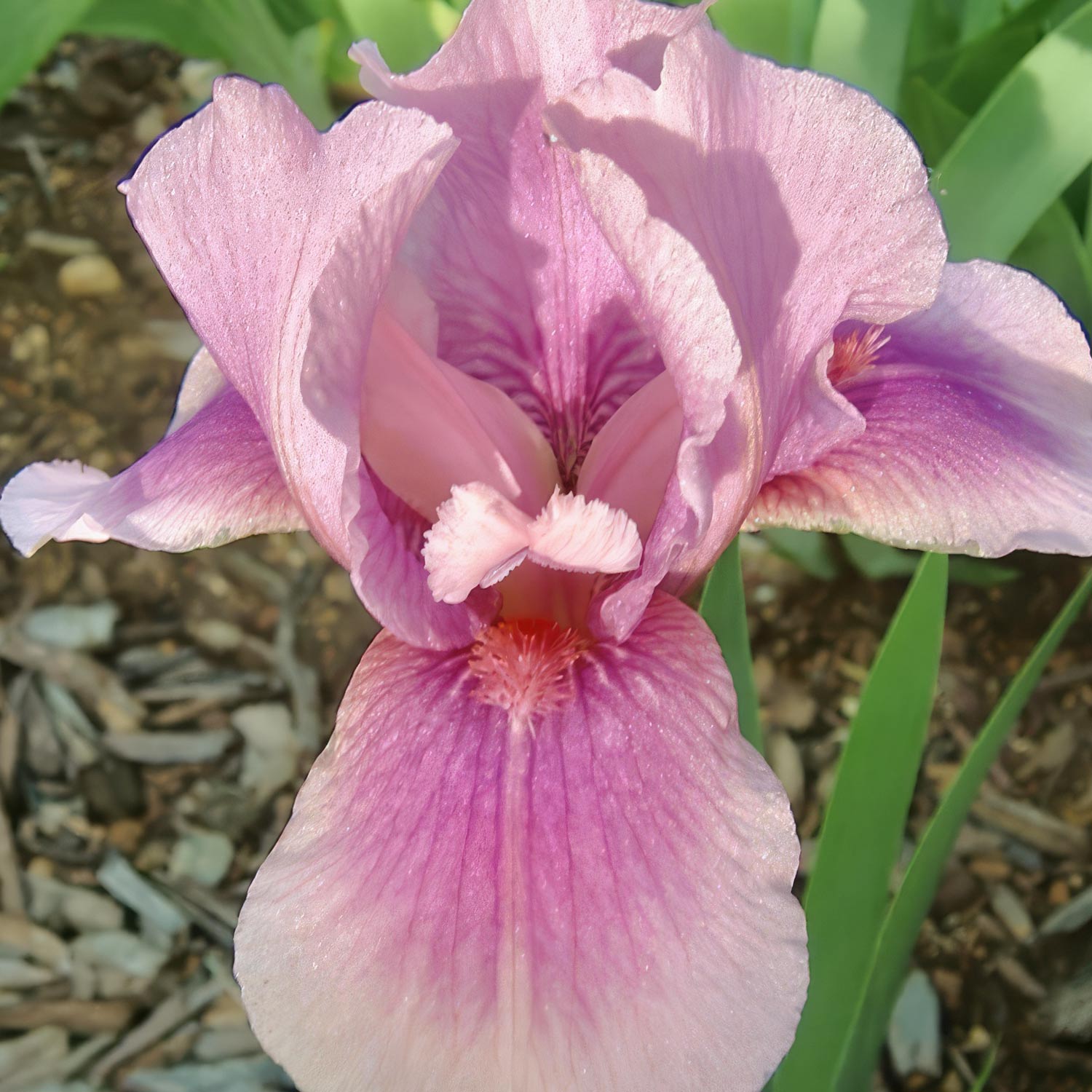 Iris 'Raspberry Blush'