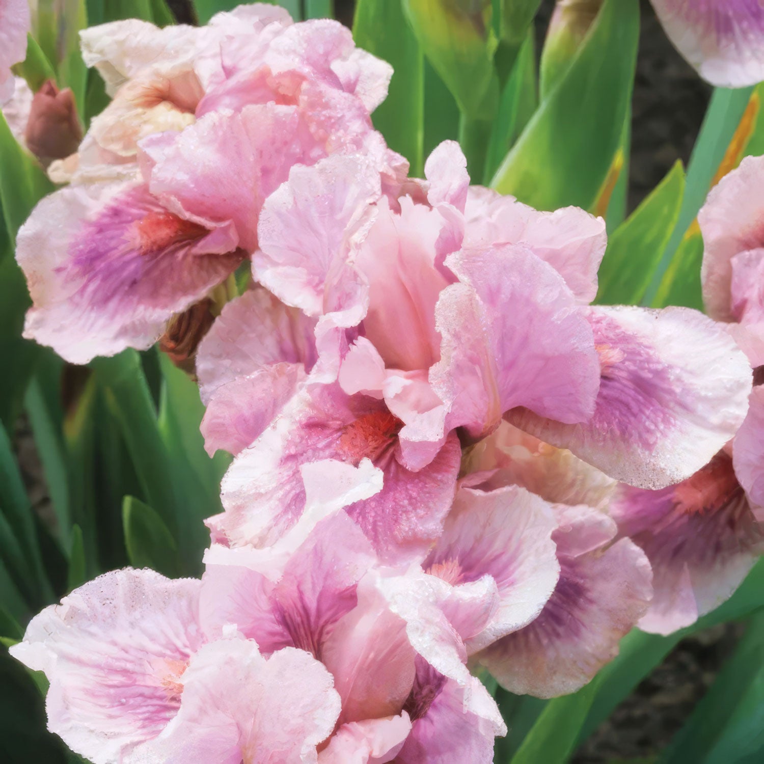 Iris 'Raspberry Blush'