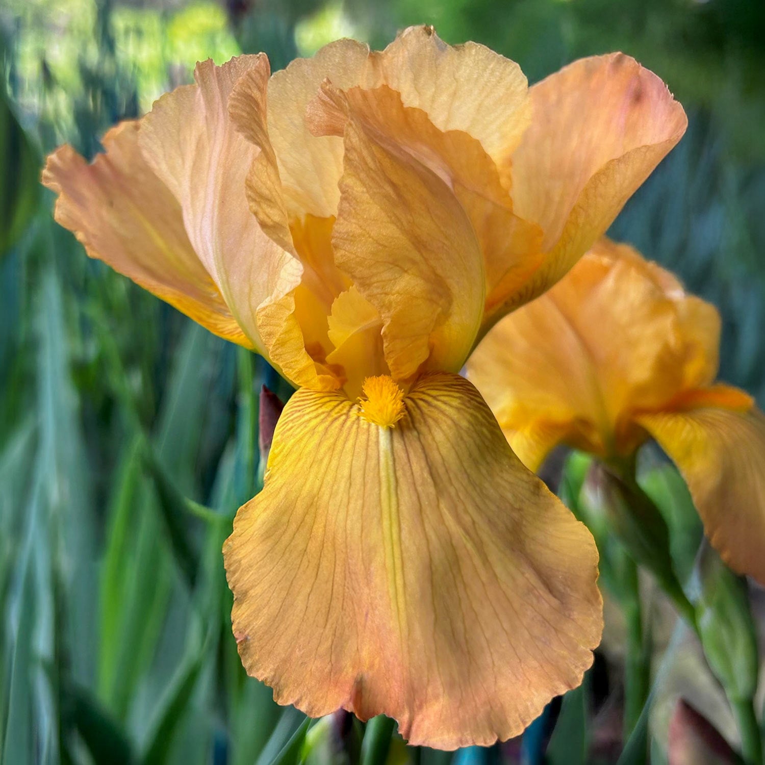 Iris 'Rocket'