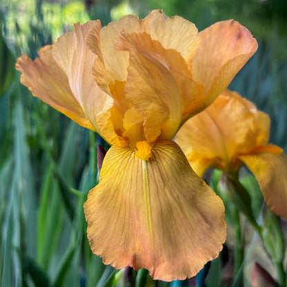 Iris 'Rocket'