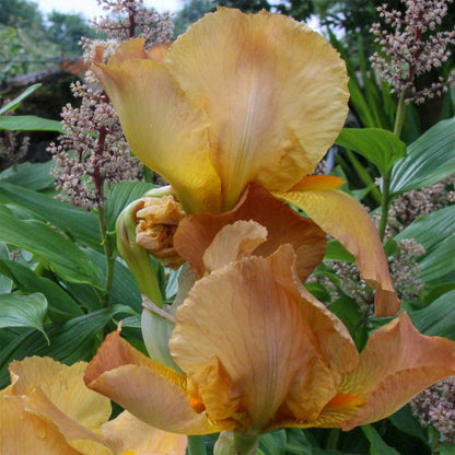 Iris 'Rocket'