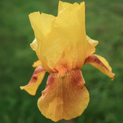 Iris 'Rocket'
