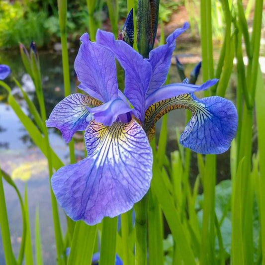 Iris sibirica 'Frans Gold'