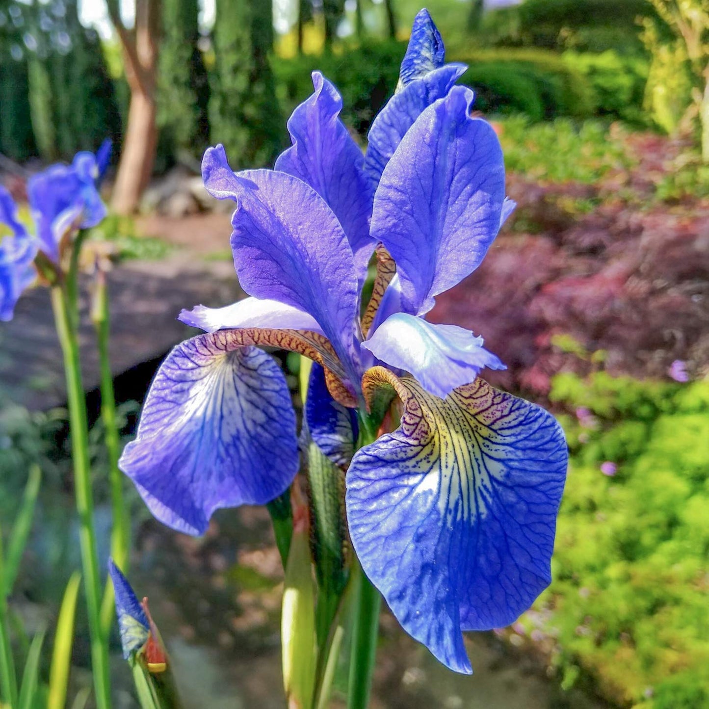 Iris sibirica 'Frans Gold'