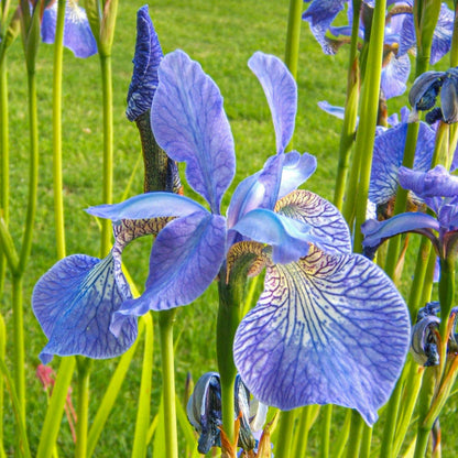 Iris sibirica 'Frans Gold'