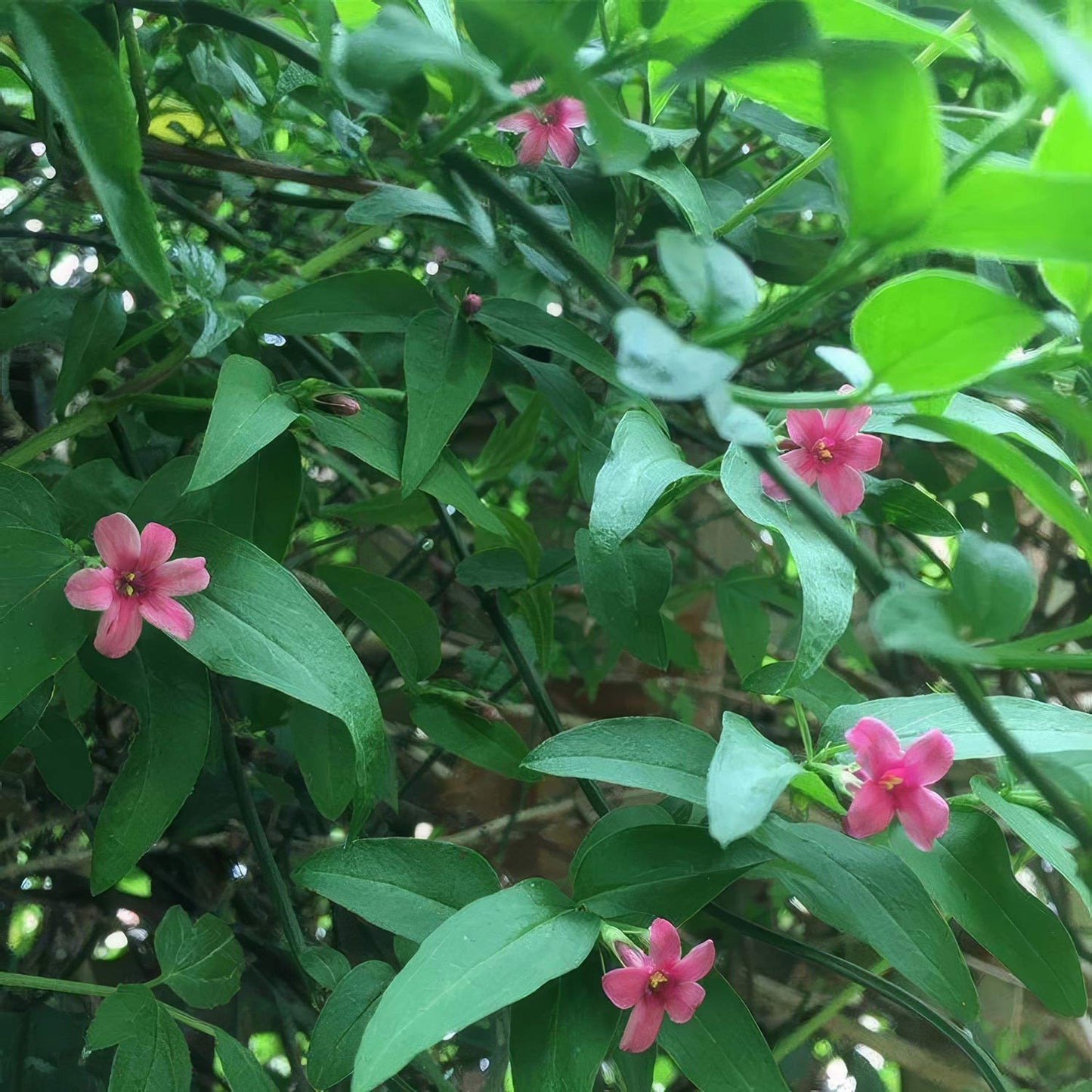 Jasminum beesianum