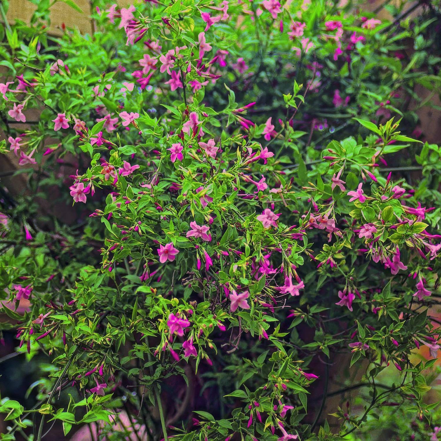 Jasminum beesianum