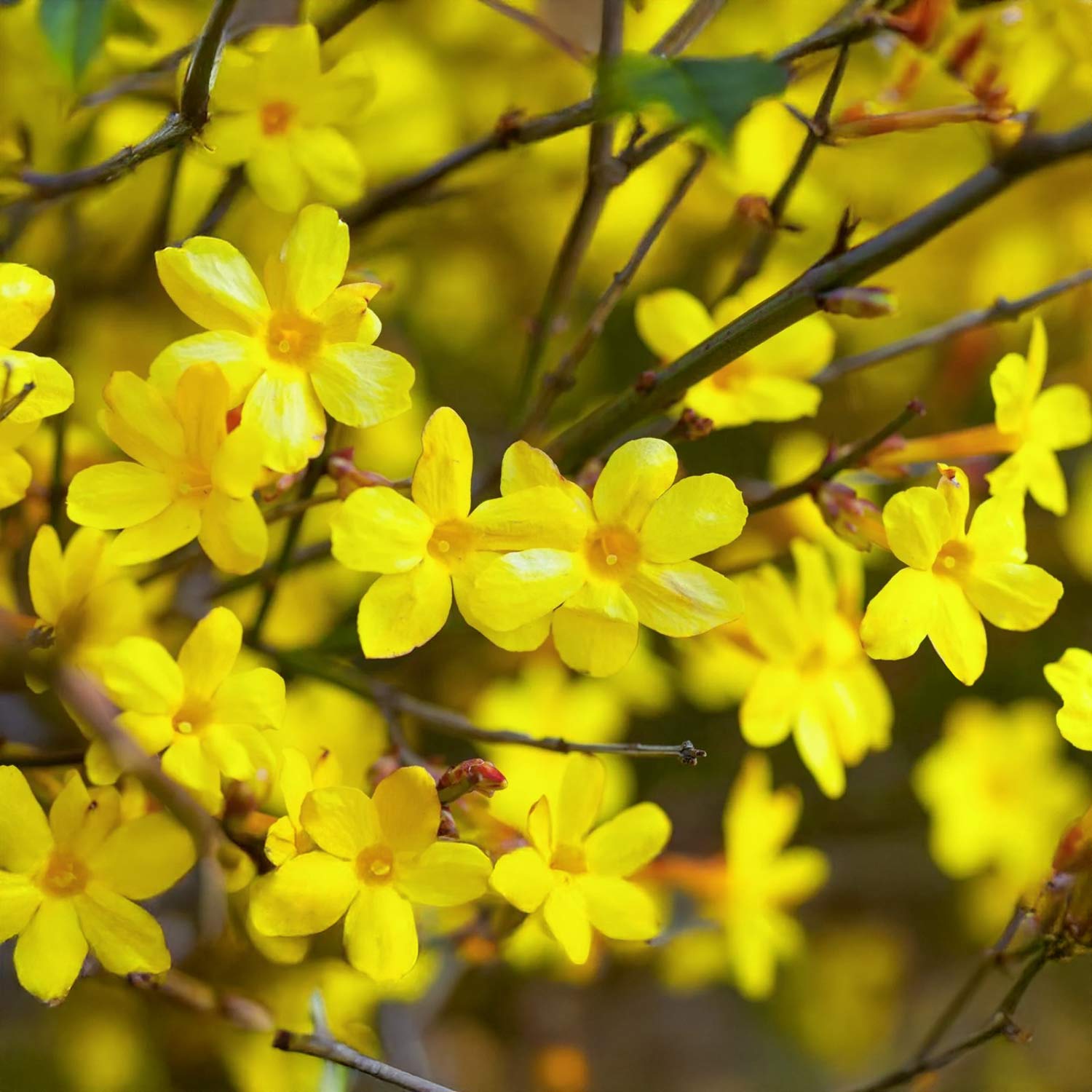 Jasminum nudiflorum