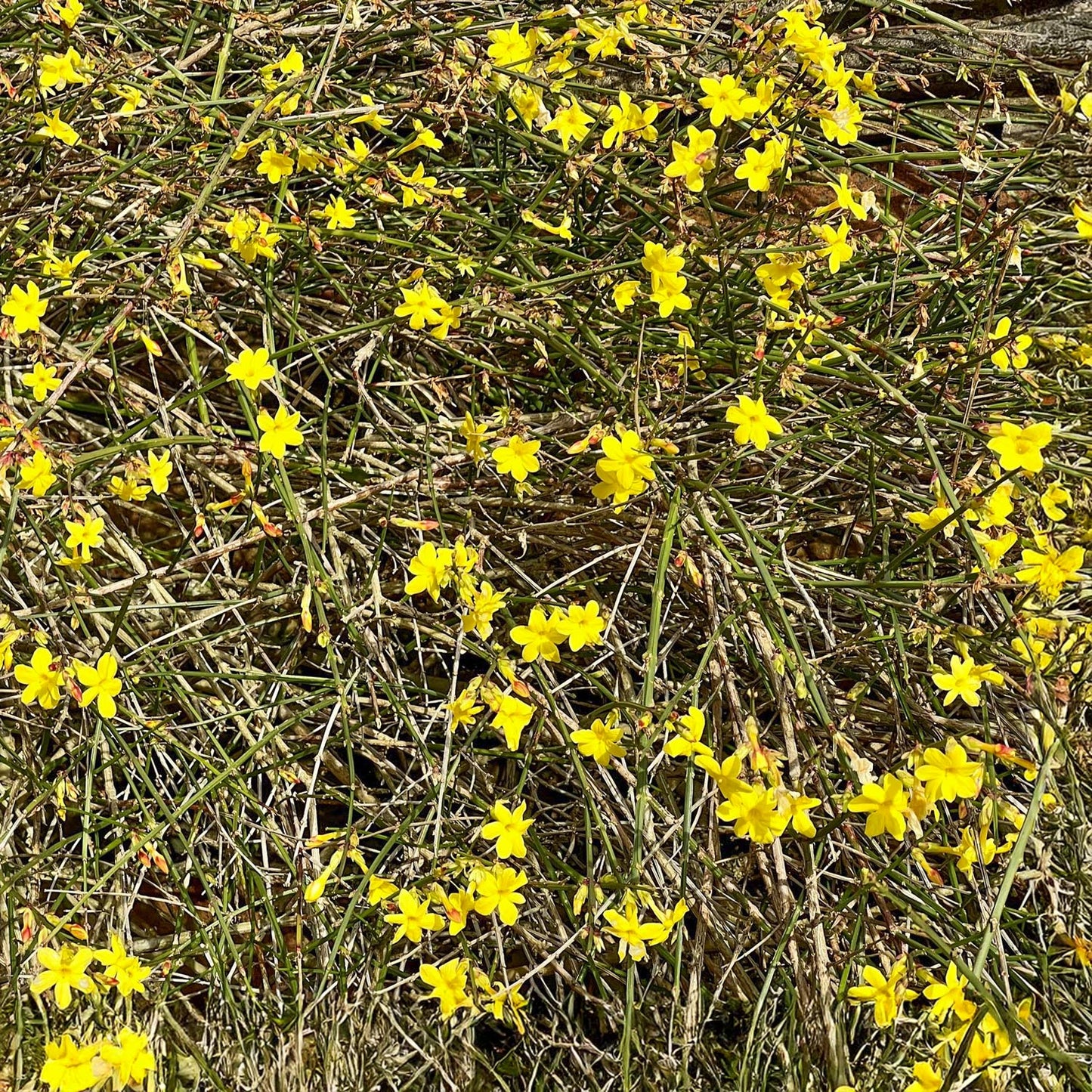 Jasminum nudiflorum