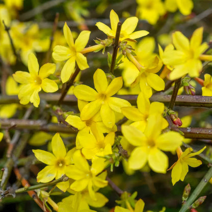 Jasminum nudiflorum