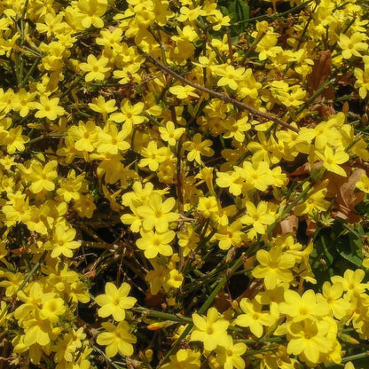 Jasminum nudiflorum