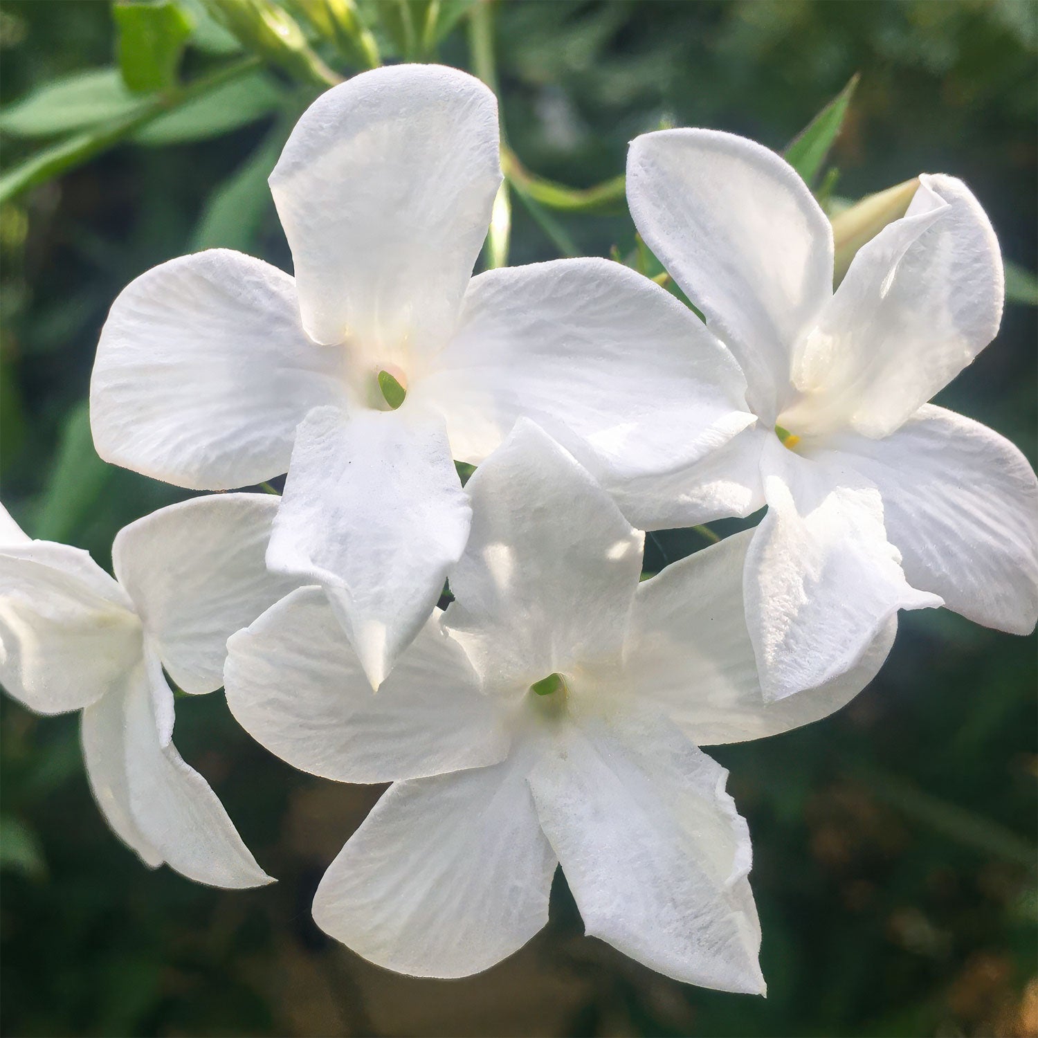 Jasminum officinale - common Jasmine