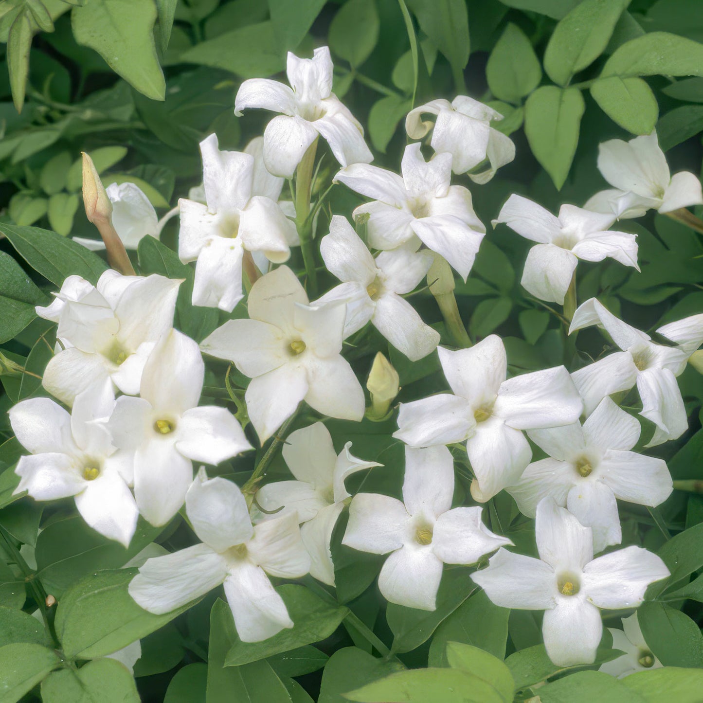 Jasminum officinale - common Jasmine