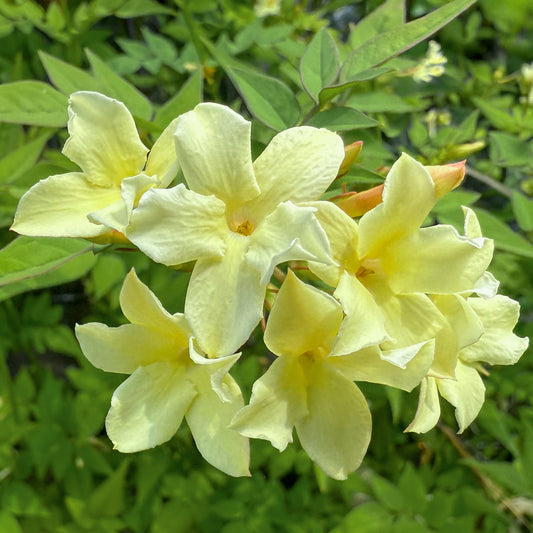 Jasminum officinale 'Clotted Cream' (Devon Cream). Close-up of light yellow flowers with green leaves in the background
