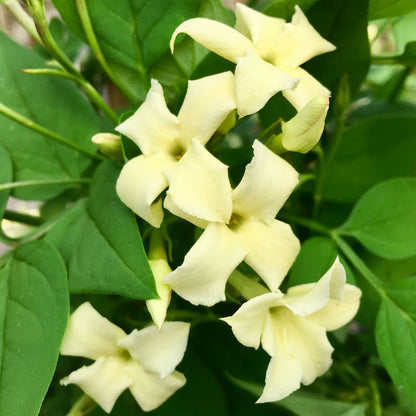Jasminum officinale 'Clotted Cream' (Devon Cream). 
Close-up of a cluster of light yellow flowers with green leaves.