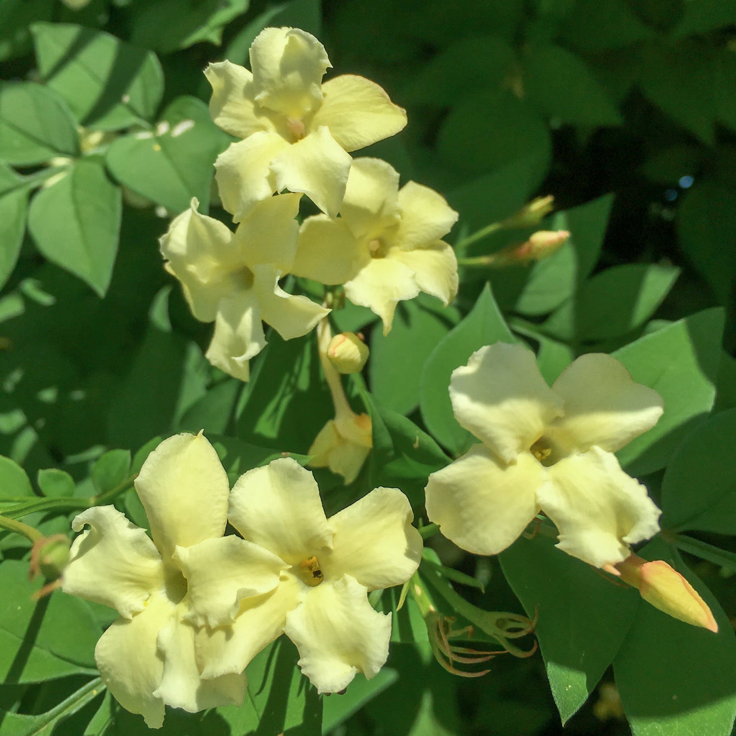 Jasminum officinale 'Clotted Cream' (Devon Cream). Close-up of creamy white flowers with green leaves in the background