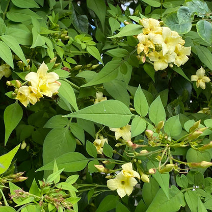 Jasminum officinale 'Clotted Cream' (Devon Cream). Yellow flowers and green leaves in a natural setting