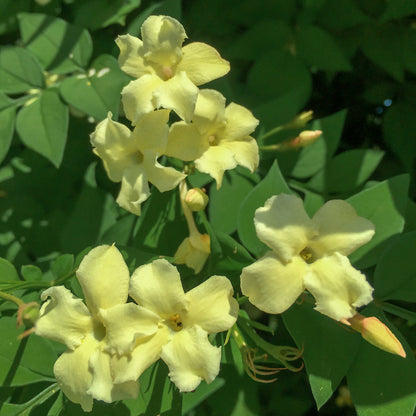 Jasminum officinale 'Clotted Cream' (Devon Cream). Yellow flowers with green leaves in the background