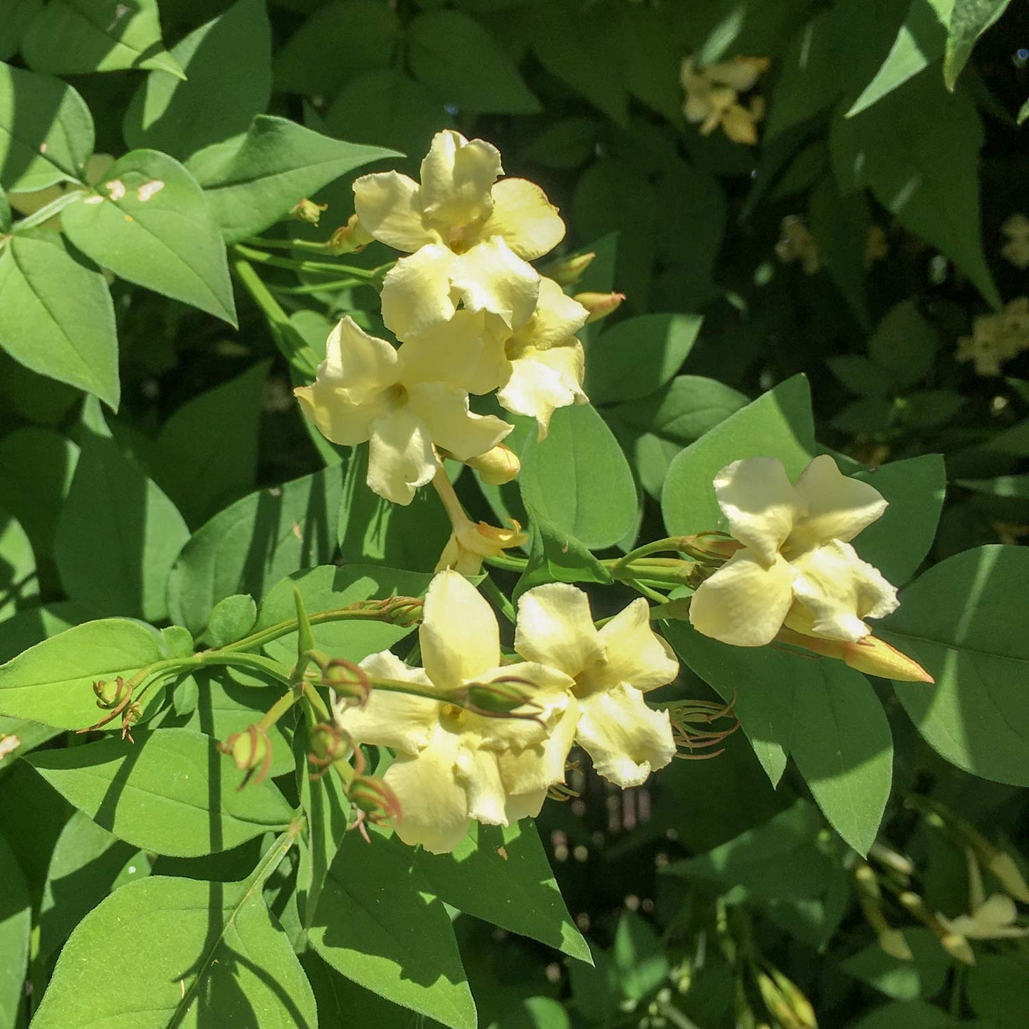 Jasminum officinale 'Clotted Cream' (Devon Cream). Close-up of pale yellow flowers with green leaves