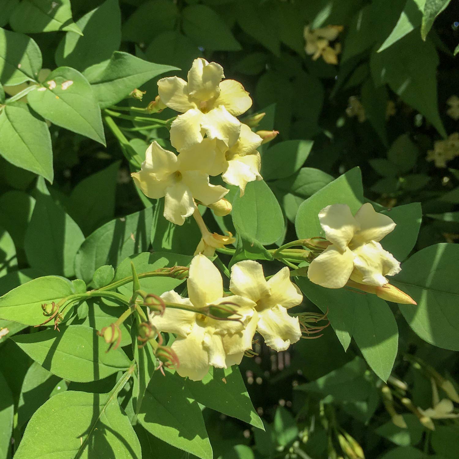 Jasminum officinale 'Clotted Cream' (Devon Cream). Close-up of pale yellow flowers with green leaves