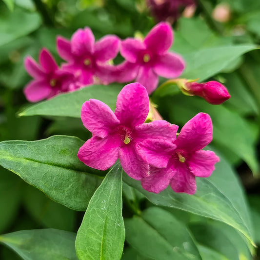 Jasminum x stephanense 'Starry Starry Pink Lady'. Close-up of pink flowers with green leaves in the background