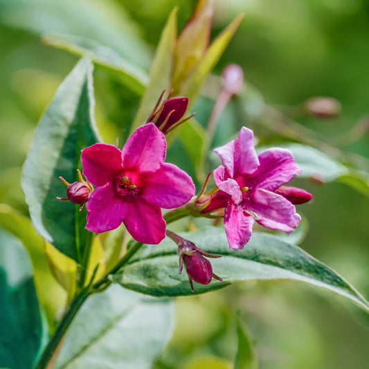 Jasminum x stephanense 'Starry Starry Pink Lady'. Close-up of two pink flowers with green leaves on a blurred green background