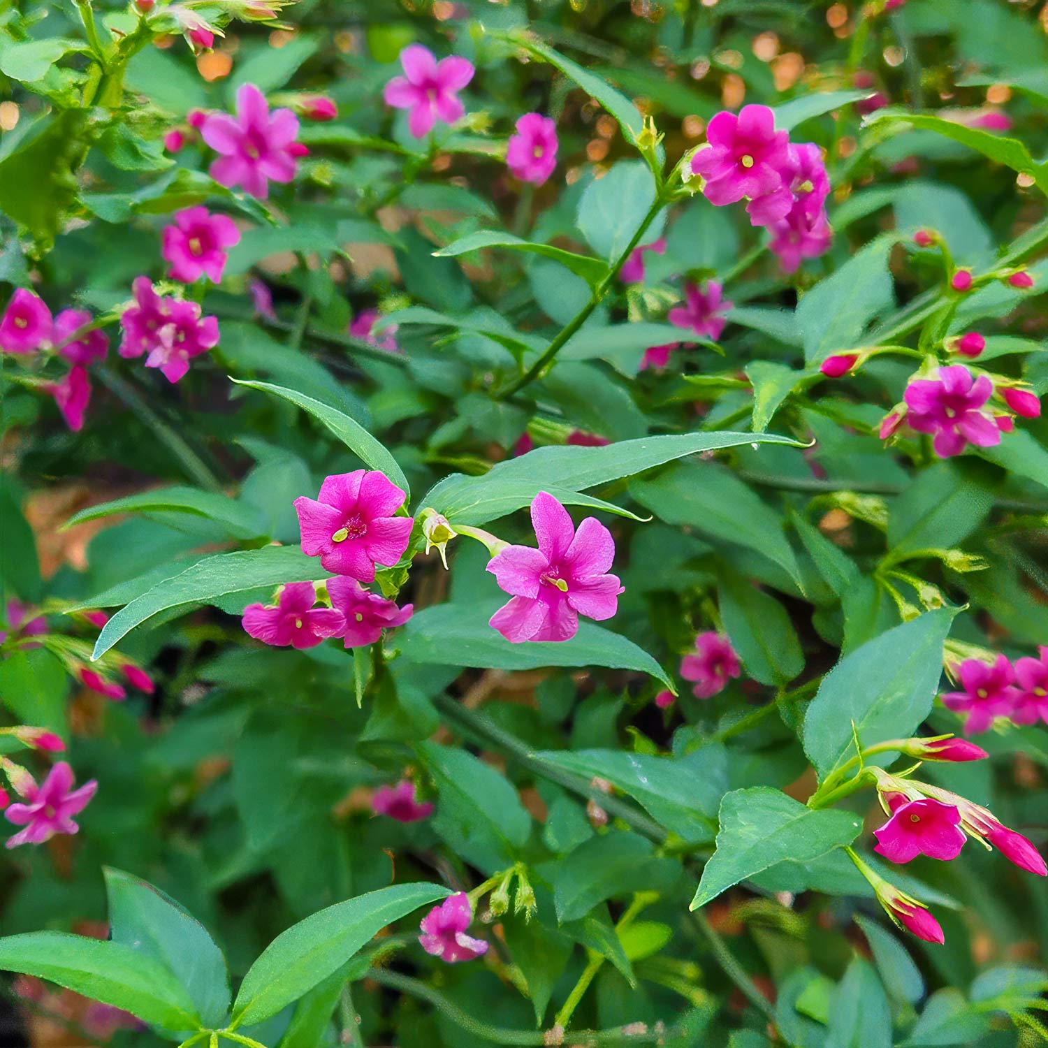 Jasminum x stephanense 'Starry Starry Pink Lady'. Close-up of pink flowers with green leaves in a natural setting