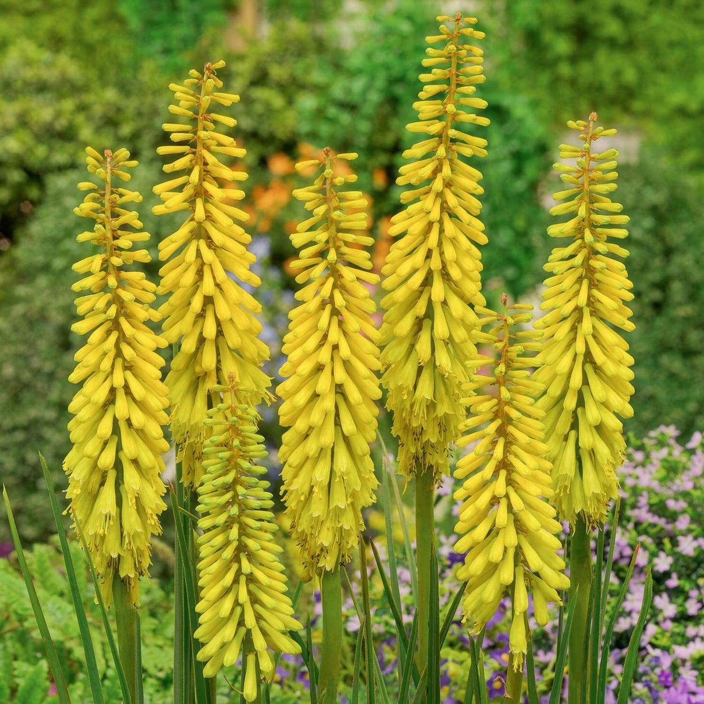Kniphofia 'Banana Popsicle'