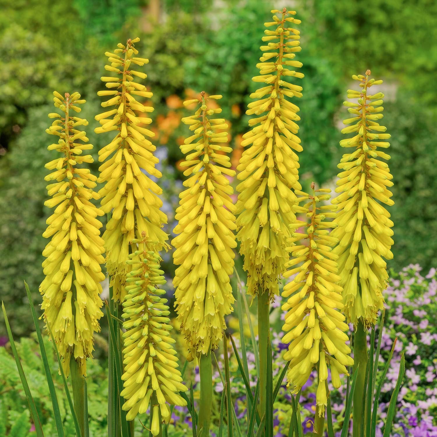 Kniphofia 'Banana Popsicle'