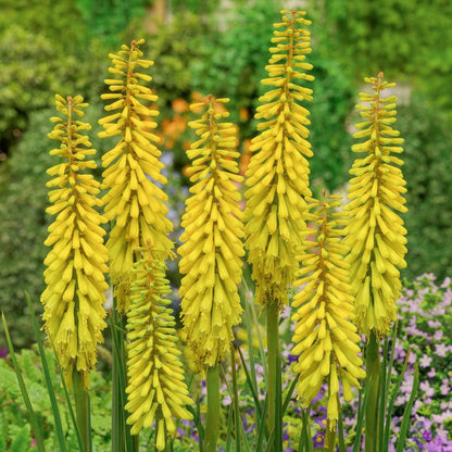 Kniphofia 'Banana Popsicle'