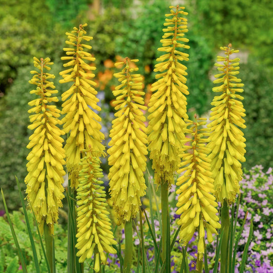 Kniphofia 'Banana Popsicle'