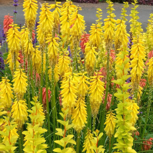 Kniphofia 'Banana Popsicle'