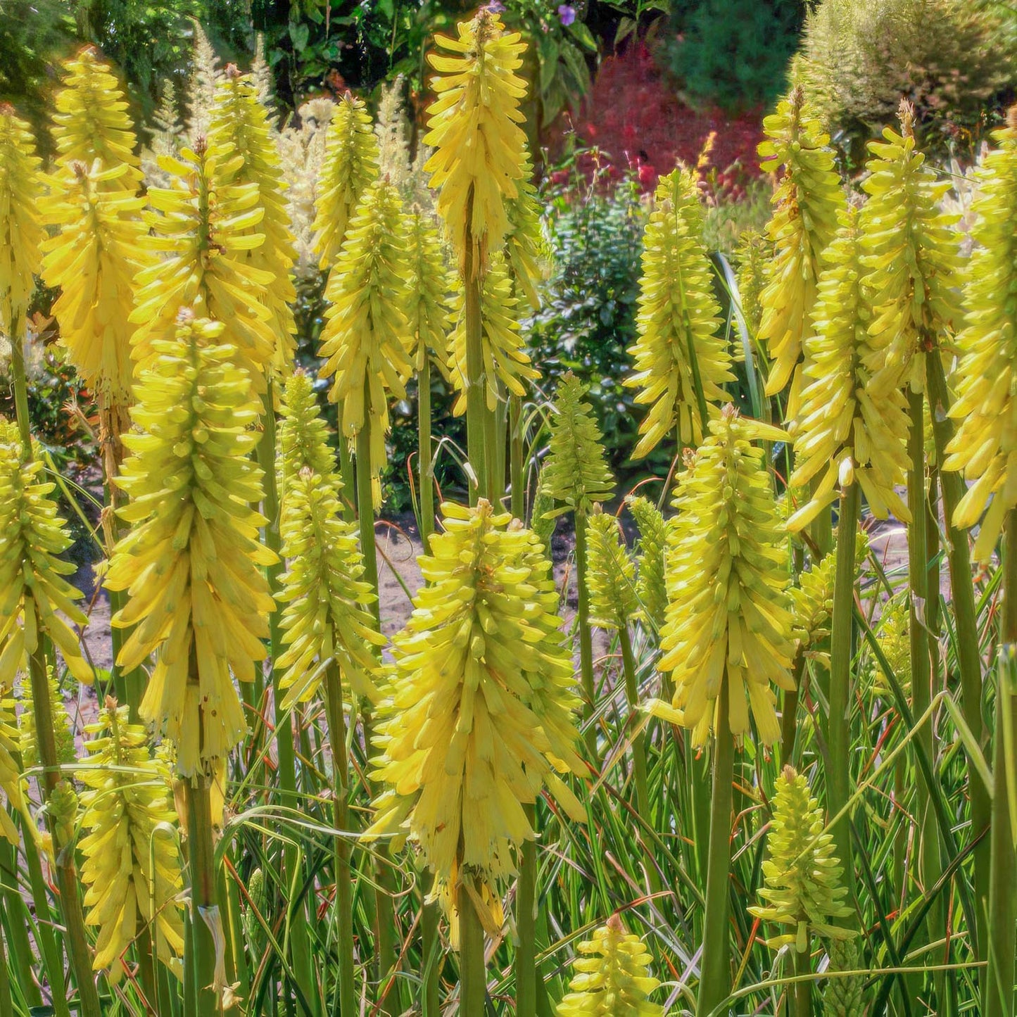 Kniphofia 'Banana Popsicle'