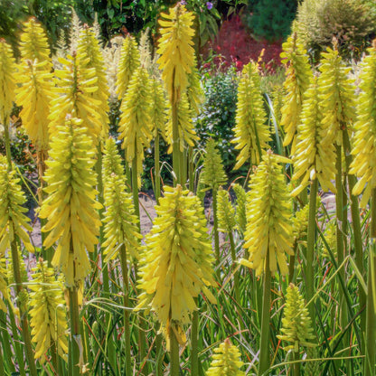 Kniphofia 'Banana Popsicle'