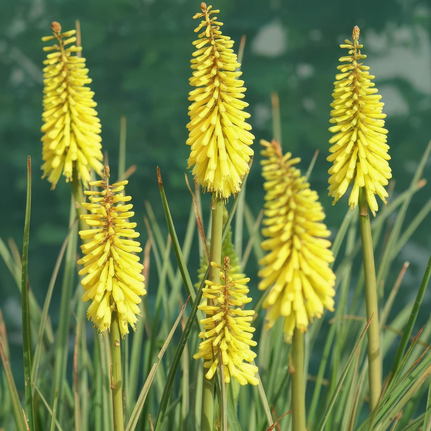 Kniphofia 'Banana Popsicle'. Yellow flower spikes against a blurred green background