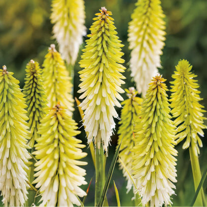 Kniphofia 'Ice Queen'