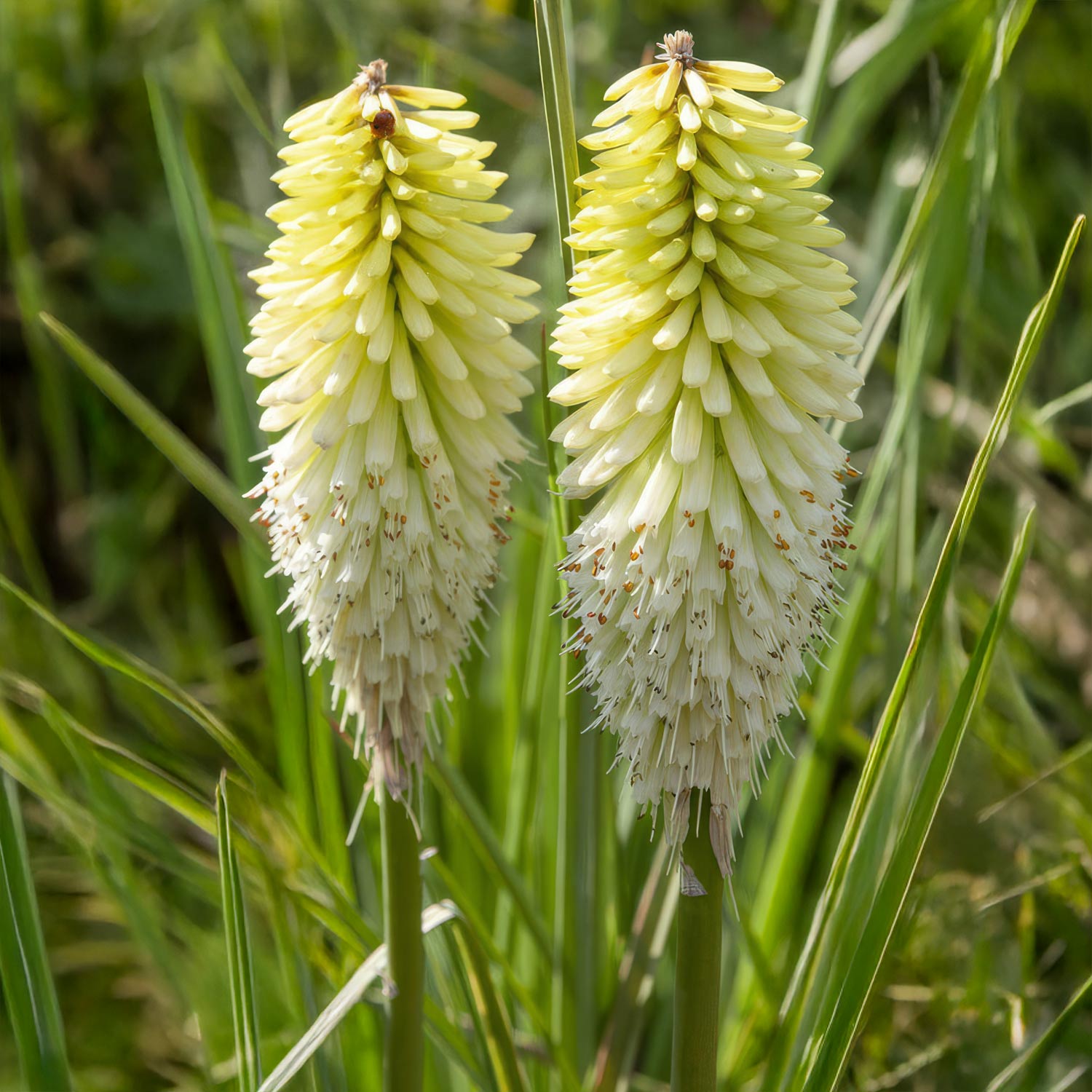 Kniphofia 'Ice Queen'