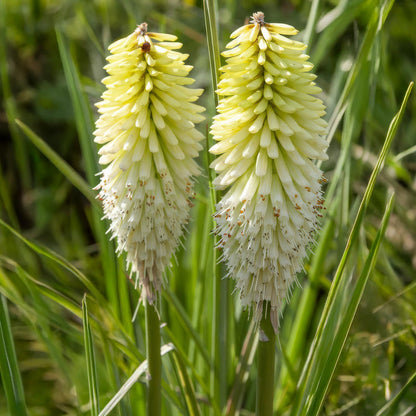 Kniphofia 'Ice Queen'