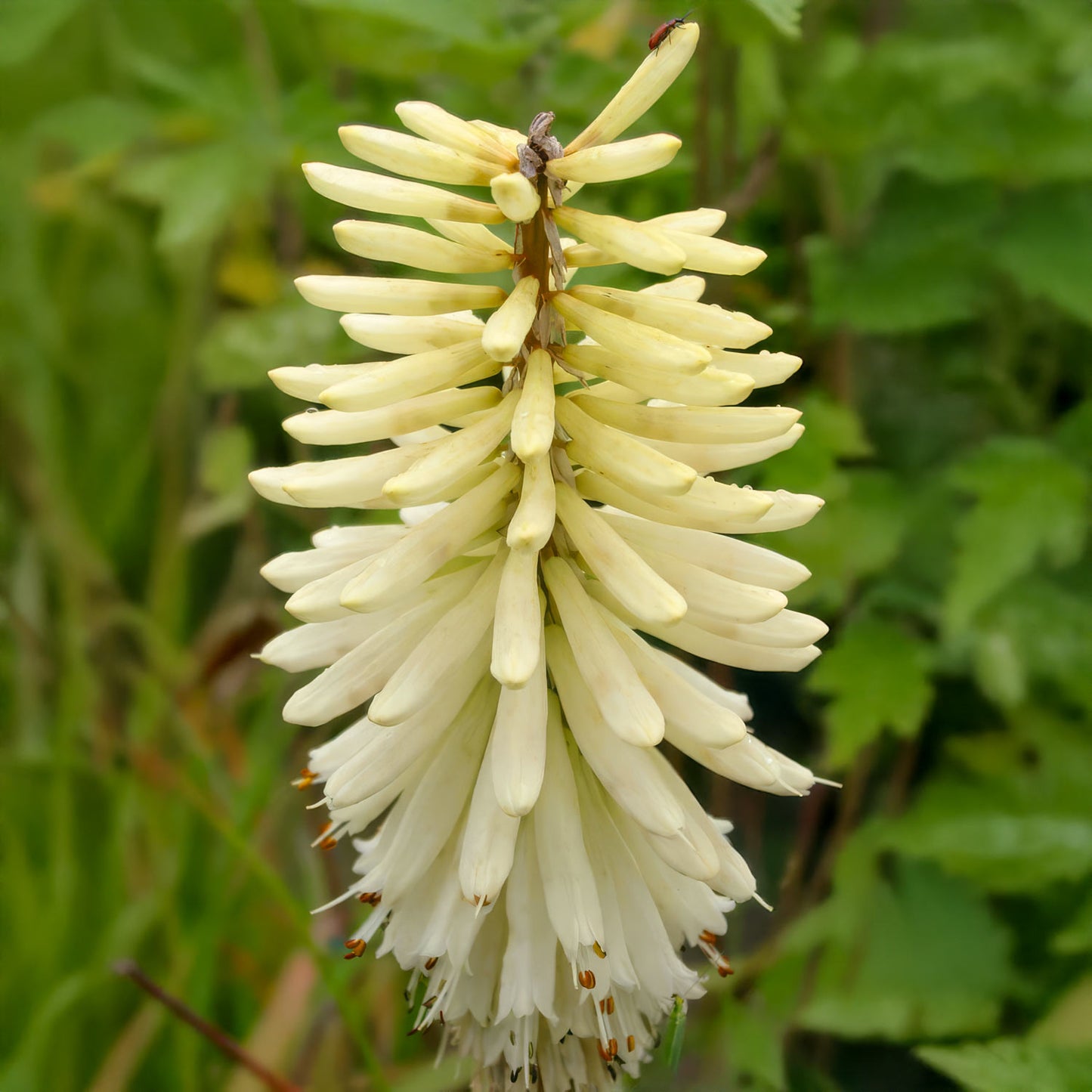 Kniphofia 'Ice Queen'