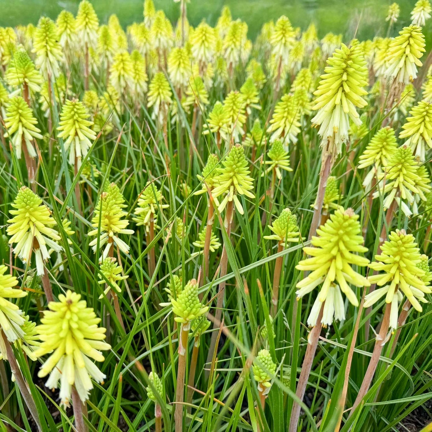 Kniphofia 'Ice Queen'