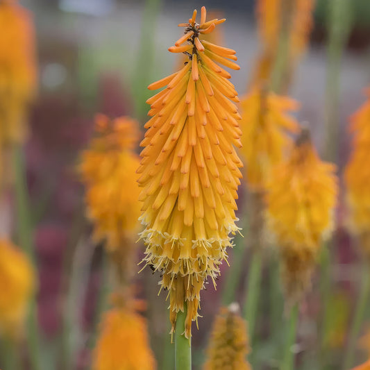 Kniphofia 'Mango Popsicle'