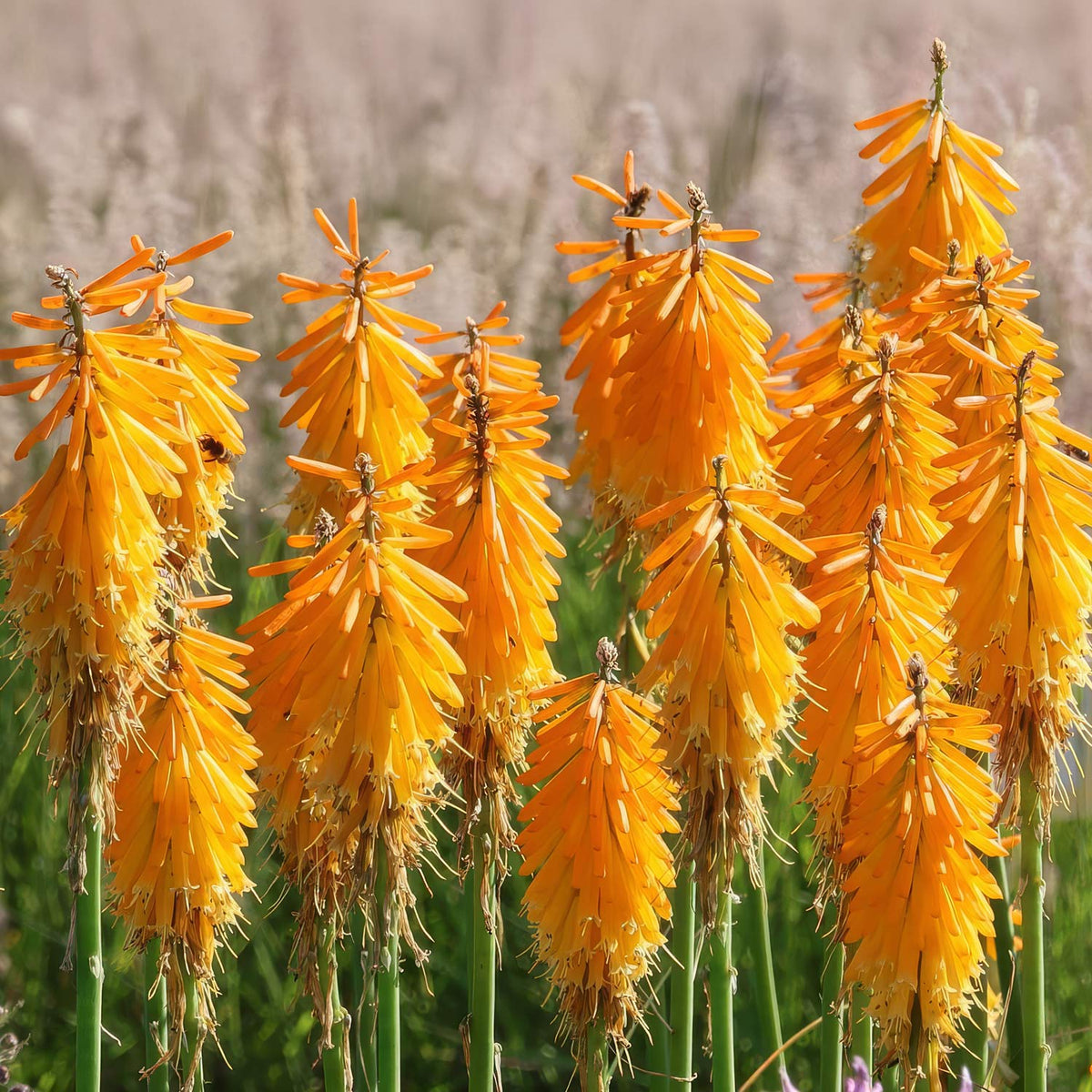 Kniphofia 'Mango Popsicle'. A cluster of bright orange flowers blooming in a field, with a soft-focus beige and green background.