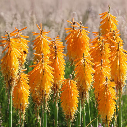 Kniphofia 'Mango Popsicle'. A cluster of bright orange flowers blooming in a field, with a soft-focus beige and green background.