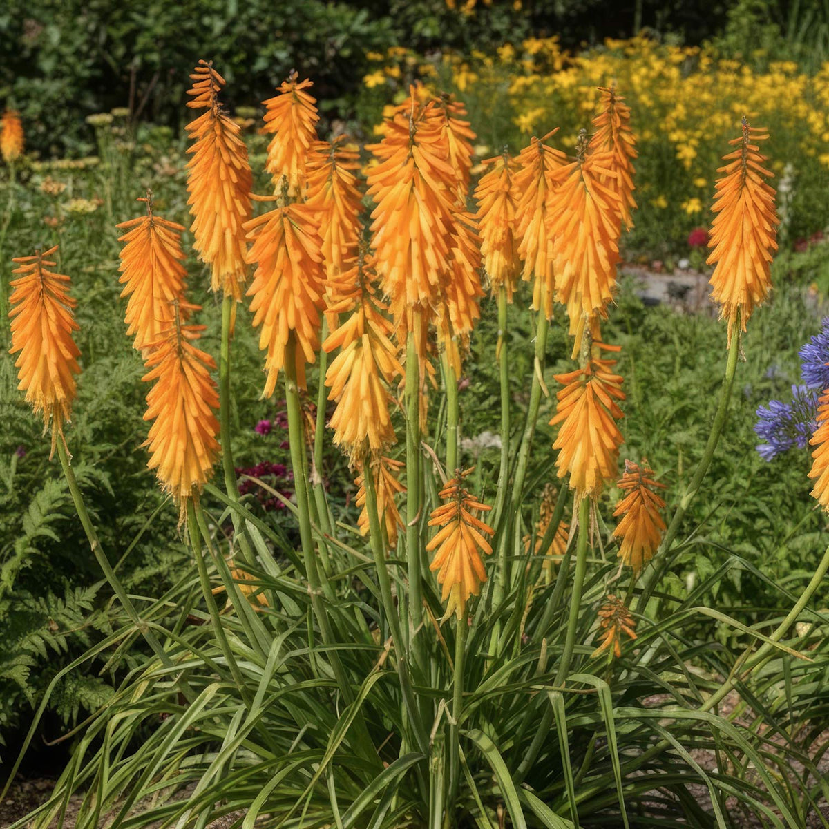 Kniphofia 'Mango Popsicle'. Orange flowers blooming in a garden bed with green foliage and other flowers in the background.