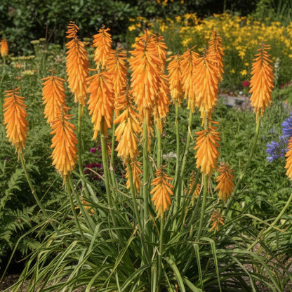 Kniphofia 'Mango Popsicle'. Orange flowers blooming in a garden bed with green foliage and other flowers in the background.