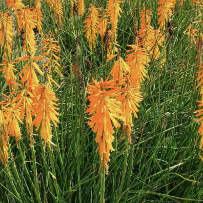 Kniphofia 'Mango Popsicle'. Orange flowers blooming in a field of green leaves.