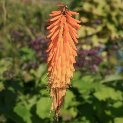 Kniphofia 'Mango Popsicle'. A tall orange flower spike, standing upright against a soft-focus green garden background.